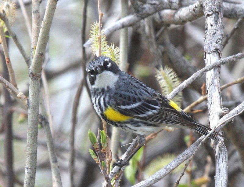 Yellow-rumped Myrtle Warbler   11 May 09   IMG_3204.jpg