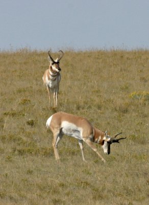 pronghorn-V.jpg