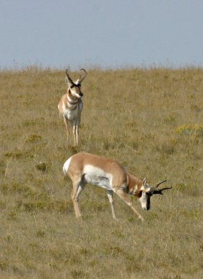 pronghorn-V.jpg