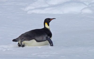 Emperor-Penguin-II.jpg