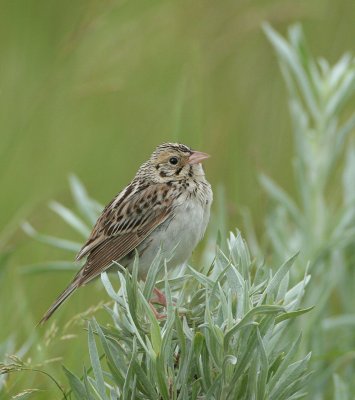 Bairds-Sparrow-2.jpg