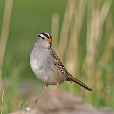 White-crowned-sparrow-IV.jpg