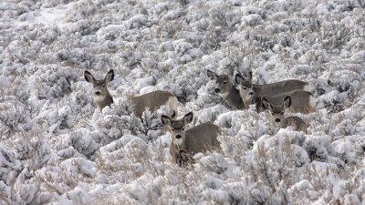 mule-deer-snow-II.jpg