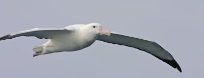 Wandering-Albatross-V.jpg