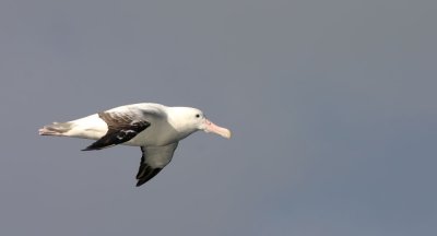 wandering-albatross-III.jpg