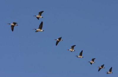 Canada Goose