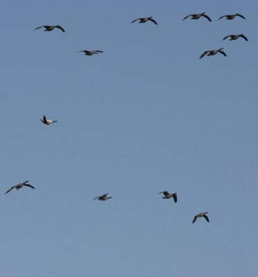 Canada-Goose-maple-leaf-II.jpg