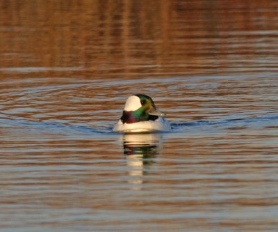 bufflehead-male-II.jpg