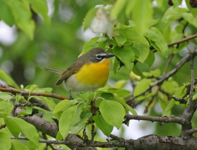 Yellow-breasted-Chat.jpg