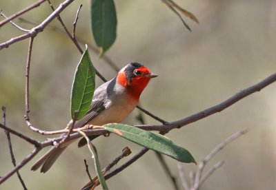 red-faced-warbler-2.jpg