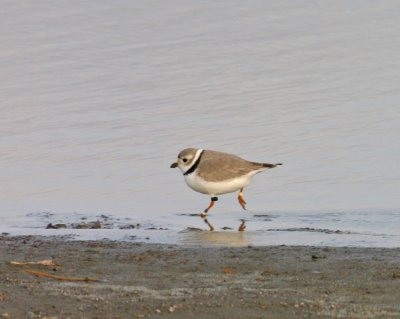 piping-plover-banded.jpg