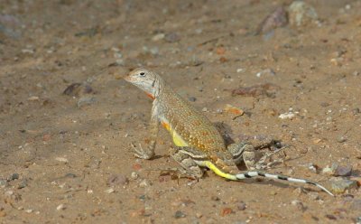 zebra-tailed lizard