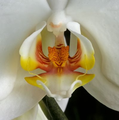 Catelaya-Orchid.jpg