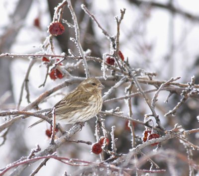 purple-finch-female.jpg