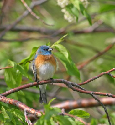 lazuli-bunting-V.jpg