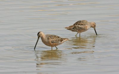 Shorebirds