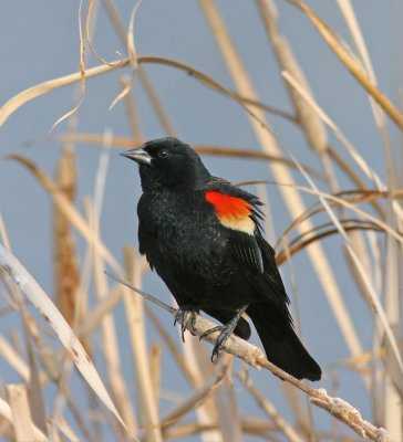 red-winged-blackbird-II.jpg