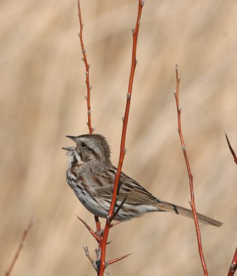 Song Sparrow 30 Apr 07 IMG_3581.jpg