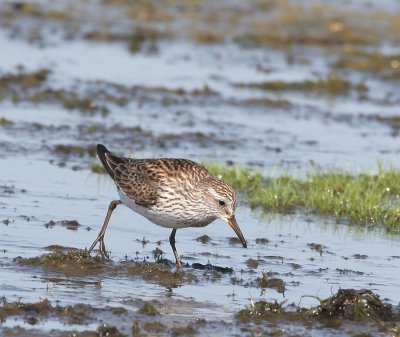 White-rumped Sandpiper   20 May 06   IMG_7508.jpg