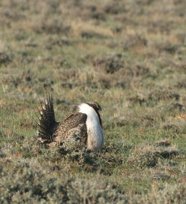 Greater Sage-Grouse   22 Apr 07   IMG_3348.jpg