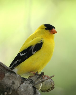 Finches and Grosbeaks