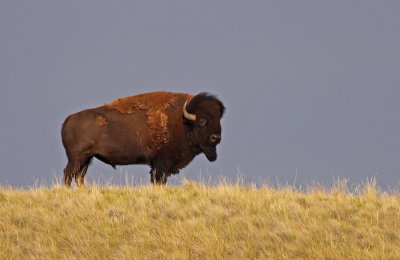 bison-I.jpg