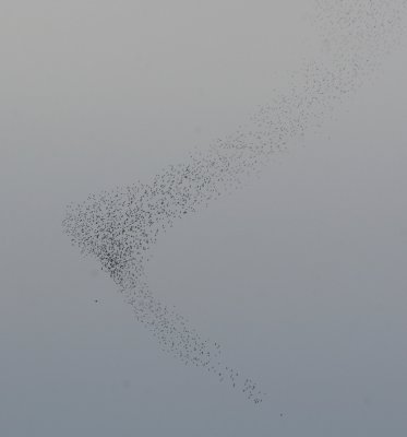 European Starling flock   12 Oct 06   IMG_0903.jpg