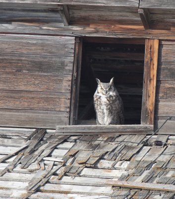 Great Horned Owl   4 Mar 09   IMG_2298.jpg