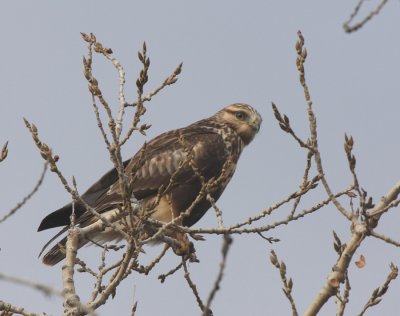 Raptors