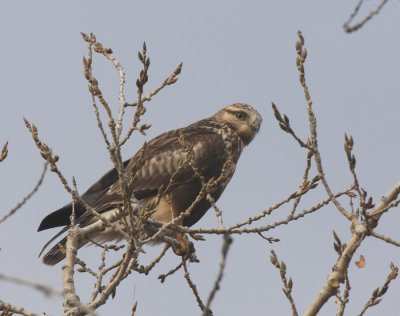 Rough-legged Hawk   7 Nov 08   IMG_1484.jpg