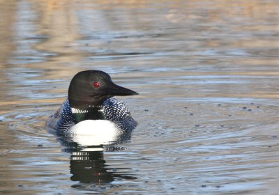 Common Loon   2 May 09   IMG_2897.jpg