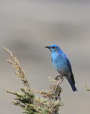 Mountain Bluebird   21 Apr 09   IMG_2740.jpg