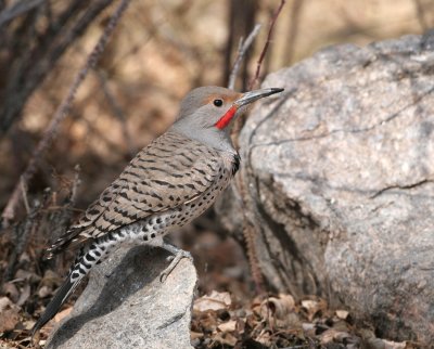 Red-shafted Flicker   4 Apr 08   IMG_0772.jpg