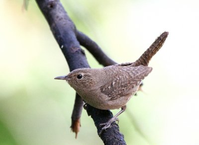 House Wren   20 Jul 09   IMG_4709.jpg