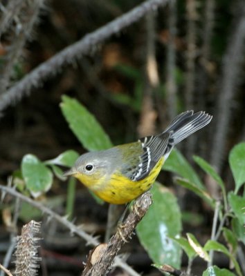 Magnolia Warbler   8 Sep 06   IMG_9562.jpg