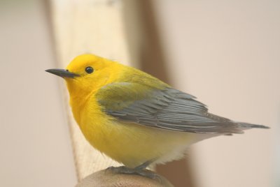 Prothonotary Warbler   21 May 08   IMG_1331.jpg