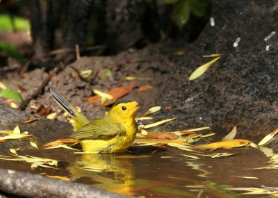 Wilsons Warbler   19 Sep 06   IMG_0406.jpg