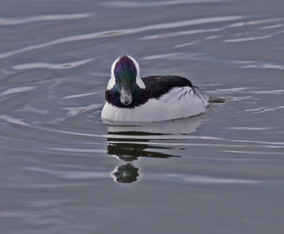 Bufflehead-male-III.jpg