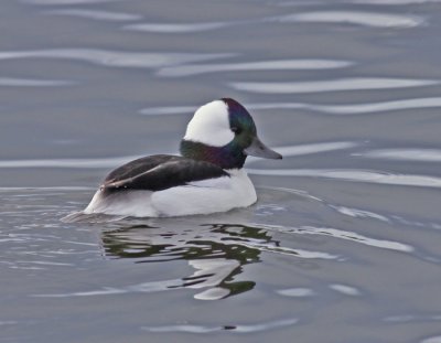 bufflehead-male-IV.jpg