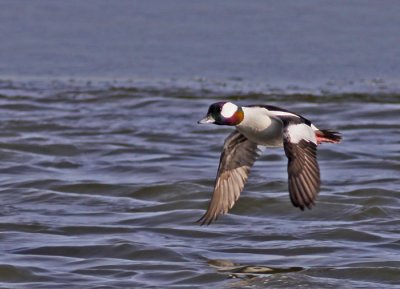 Bufflehead-male-V.jpg