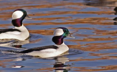 Bufflehead-male-VII.jpg