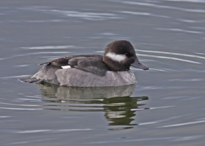 Bufflehead