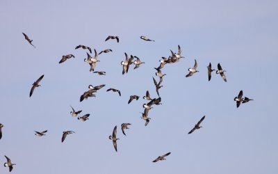 canada-geese-mapleleaf-XIII.jpg