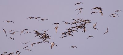 canada-geese-mapleleaf-X.jpg