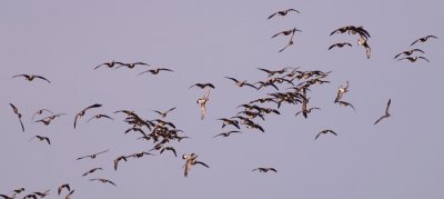 Canada Goose