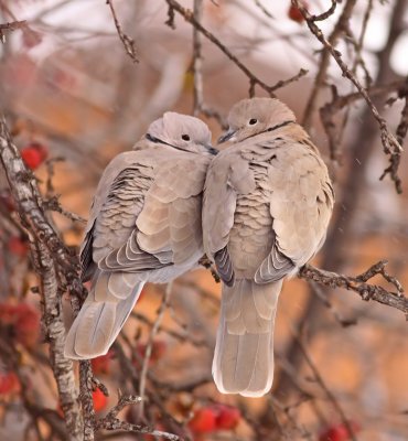 Eurasian Collared Dove