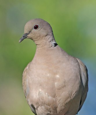 eurasian-collared-dove-II.jpg