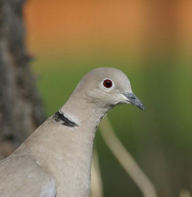 eurasian-Collared-Dove.jpg