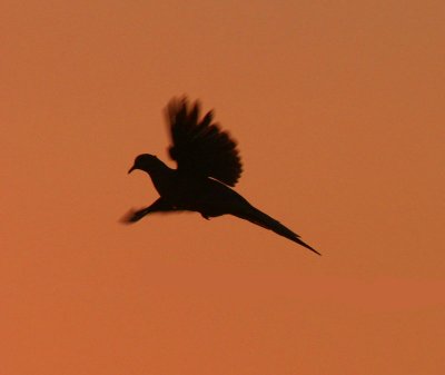 mourning-dove-flight.jpg