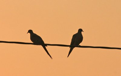Mourning-dove-on-wire.jpg